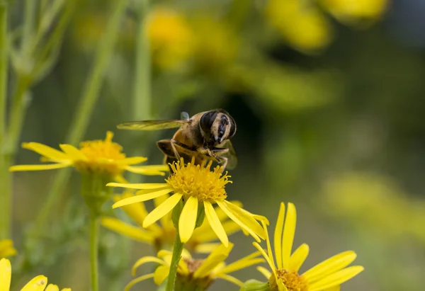 Macro de abelha em flor amarela — Fotografia de Stock