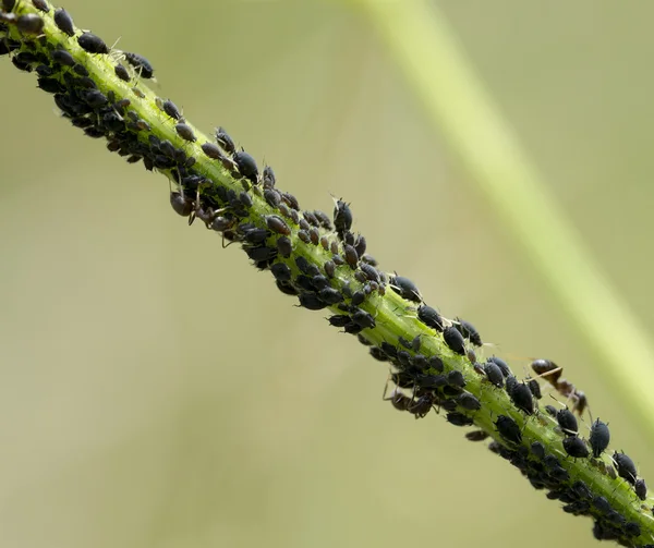 Hormigas y piojos — Foto de Stock