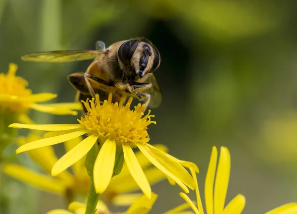 Macro de abeja en flor amarilla — Foto de Stock