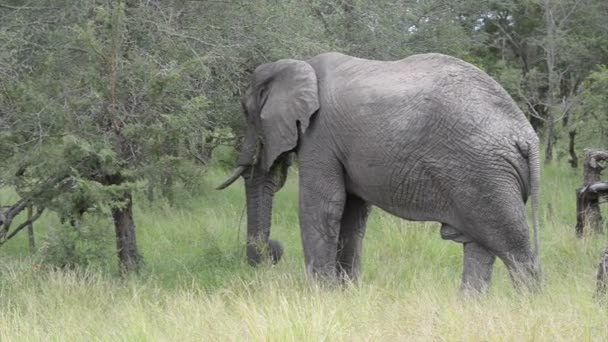 Дикий слон — стоковое видео