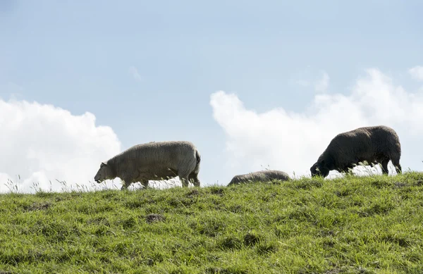 Sheep walking on the dike — Stock Photo, Image
