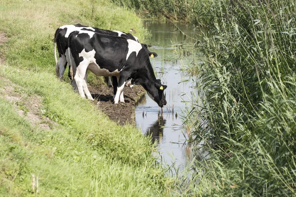 Krávy pitné vody z výkopu — Stock fotografie