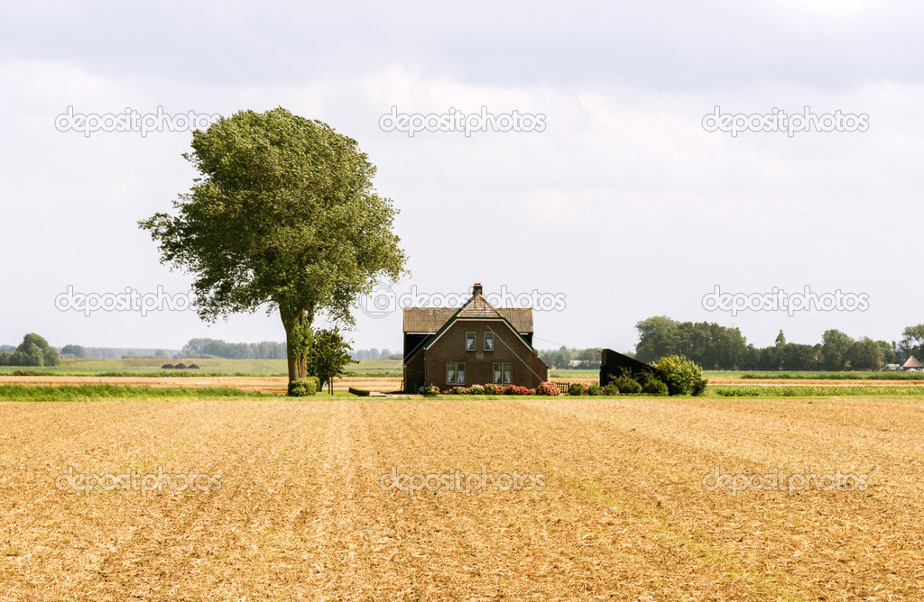 farm in field netherlands