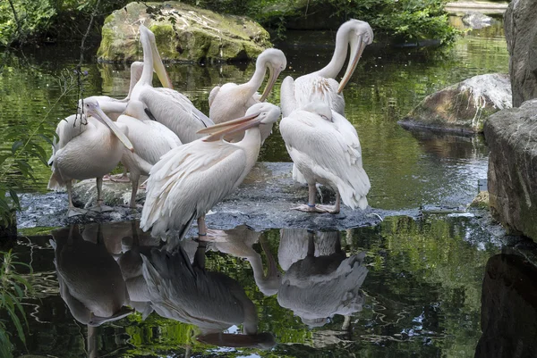 Gruppo di Pelicans — Foto Stock