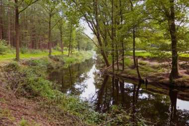 Hollanda 'da küçük nehri olan orman