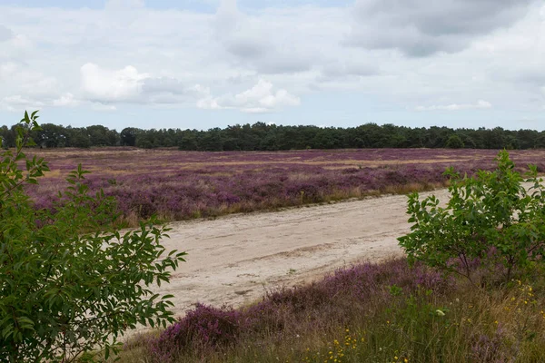 Pola wrzosowe i wydmy w Holandii — Zdjęcie stockowe
