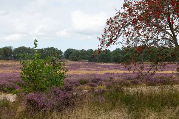 Heather fields and dunes in holland — Stock Photo, Image
