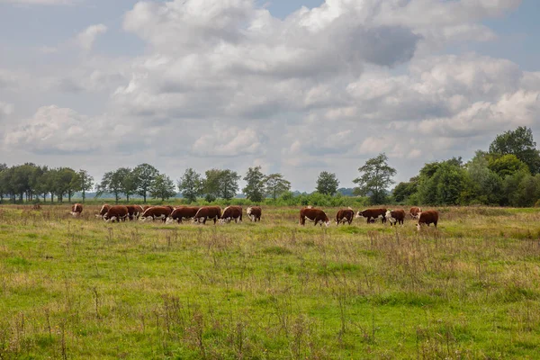 Gruppo di vacche brune e bianche in Olanda — Foto Stock