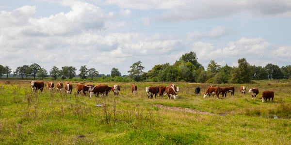 Group of cows brown and white in holland — Stock Photo, Image