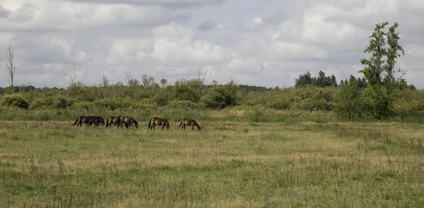 Skupina koní v přírodě jsou v Holandsku — Stock fotografie