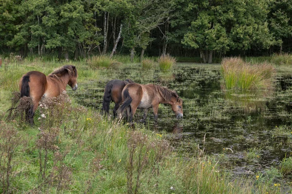 Gruppo di cavalli in acqua in Olanda — Foto Stock