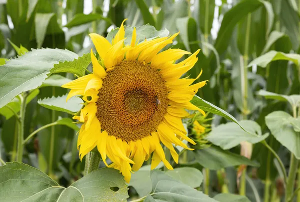 Solrosfält med gult och grönt — Stockfoto