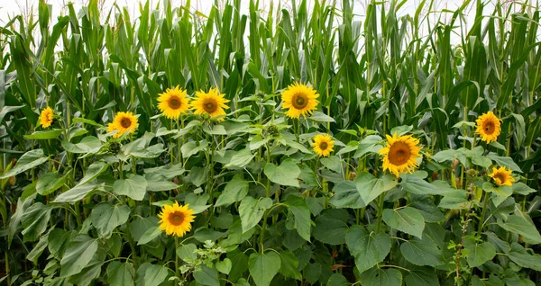 Campo de girassol com amarelo e verde — Fotografia de Stock