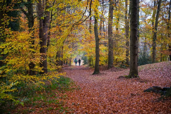 Pareja joven con mochila caminando en el bosque — Foto de Stock