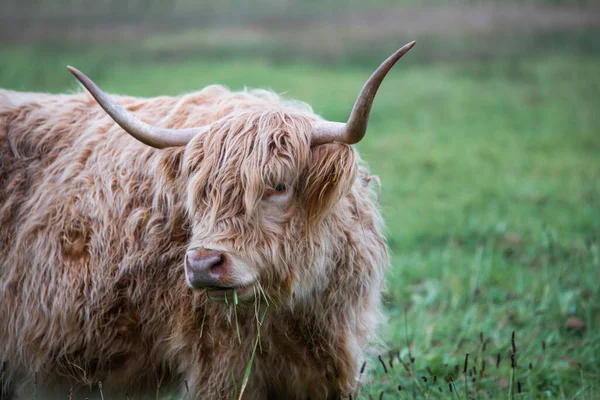 Büyük hayvan İskoç İskoç