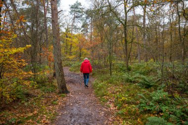 Sonbaharda her renge sahip orman