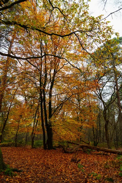 Wald mit allen möglichen Farben im Herbst — Stockfoto