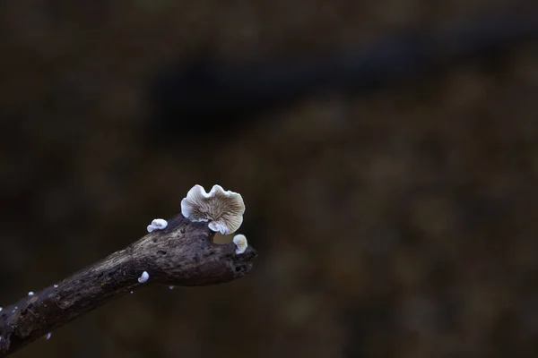 Cogumelo de orelha em um ramo em uma floresta durante o outono — Fotografia de Stock