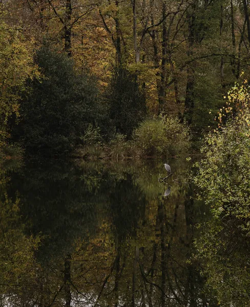 Reflexion eines Reihers im Wasser eines herbstlich gefärbten Waldes — Stockfoto