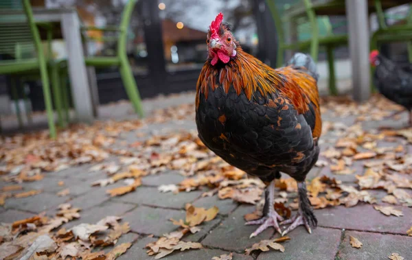 A cock animal on a street during autum — Stock Photo, Image