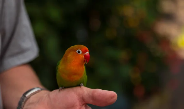 Orange Grüne Zahme Sittichvogel Auf Der Hand Mit Verschwommenem Hintergrund — Stockfoto