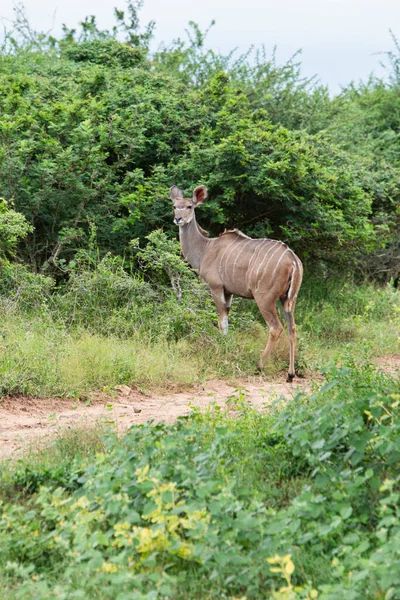 Un animale koedeo in Sudafrica — Foto Stock