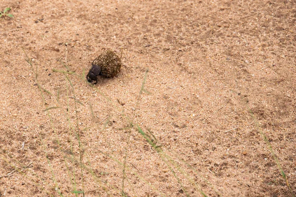 Escarabajo del estiércol sagrado en Sudáfrica —  Fotos de Stock