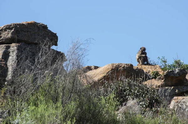 A young monkey sits on a rock in south africa — Stockfoto
