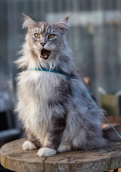 Gray pet cat with big green cats eyes. — Stock Photo, Image