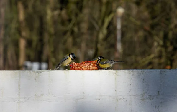 Three great tits eating seeds in a garden — ストック写真