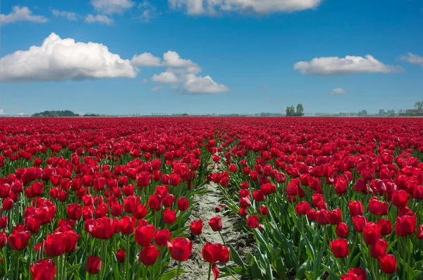 Red tulips field in holland with bluw sky and clouds — Stock Photo, Image