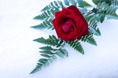 Kırmızı gül sevgililer günü kartı