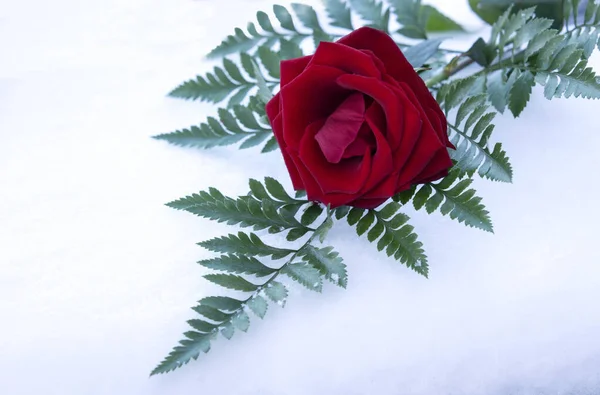 Κόκκινη κάρτα Αγίου Βαλεντίνου τριαντάφυλλο — Φωτογραφία Αρχείου