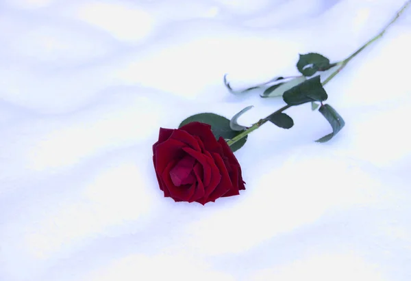 Valentijnskaart met res roos in de sneeuw — Stockfoto