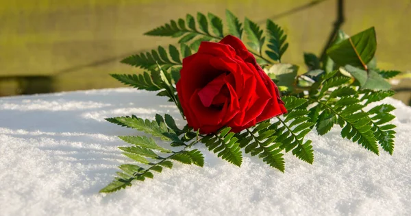 Rosa rossa sulla neve — Foto Stock