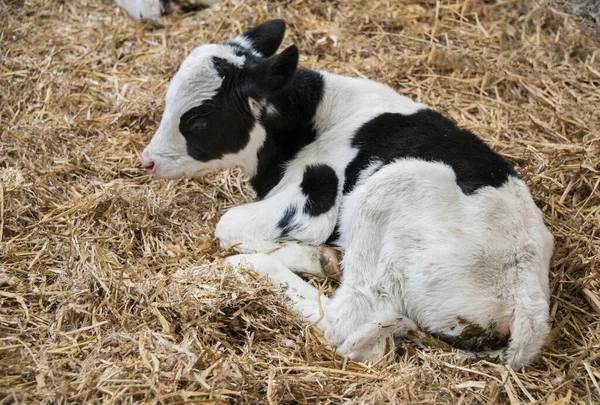 Baby calf laying on the ground on a dutch farm — Stock Photo, Image