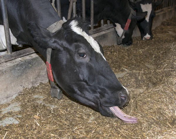 Vache manger avec grande tonque — Photo