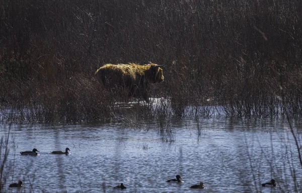 Skotské horal zvíře v zimě na Tiengemeten — Stock fotografie