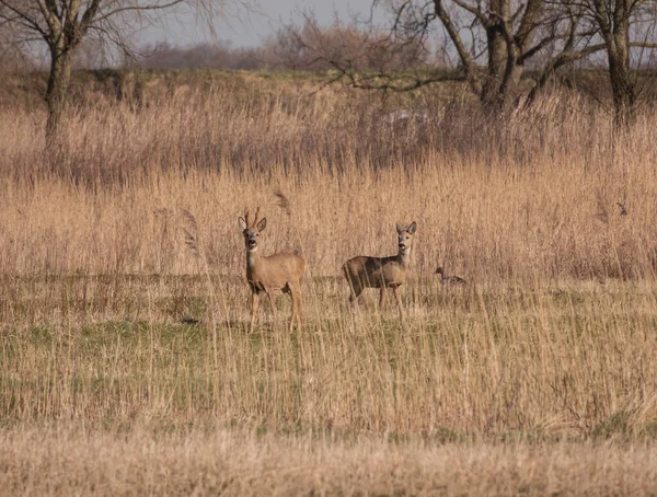 Deux cerfs à l'état sauvage à holland sur l'île de tiengemeten — Photo