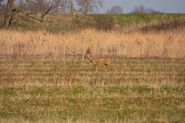 Um veado jovem na natureza em holland na ilha tiengemeten — Fotografia de Stock