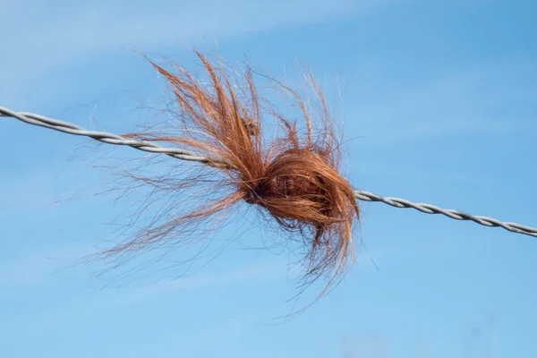 Haare von schottischem Hilllander in fench — Stockfoto