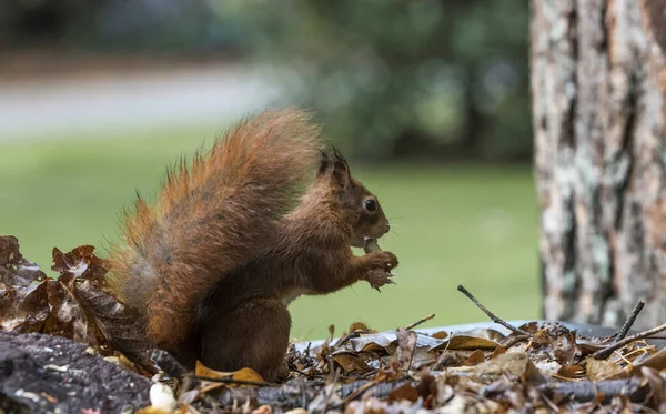 Rotes Eichhörnchen auf Nahrungssuche — Stockfoto