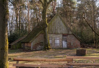 Hollanda 'daki ormandaki eski ahır.