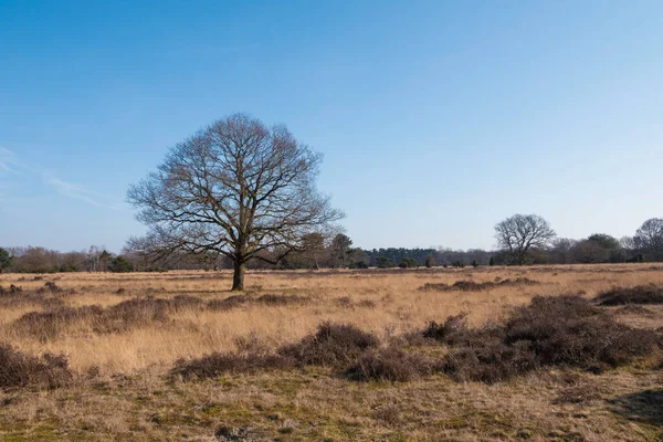 Een boom in de winter in het natuurgebied in Holland — Stockfoto