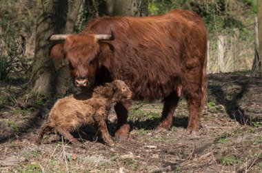 İskoç bir İskoç 'un yeni doğmuş yavrusu.,