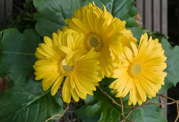 Fond naturel de fleurs jaunes — Photo