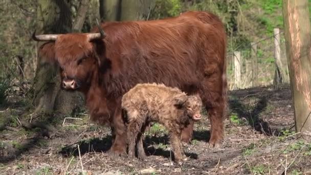 Ein sehr junges neugeborenes Kalb eines schottischen Hochlandtieres — Stockvideo