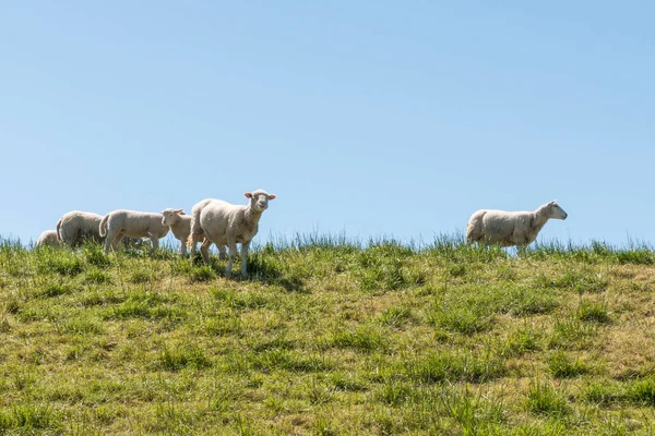 Молодые овцы на зеленой дамбе — стоковое фото
