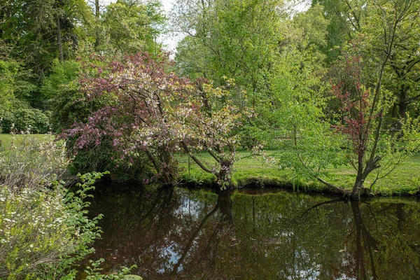 Duży angielski ogród z drzewami z kolorowych liści i refleksji w wodzie i dużo zieleni — Zdjęcie stockowe