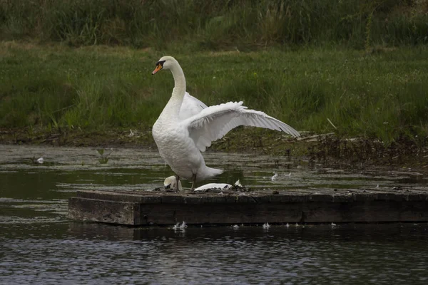 A large whooper white swan stands on a wooden jetty and stretches out its wings — Stock Photo, Image